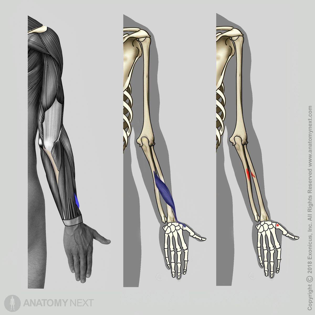 Abductor pollicis longus, Origin of abductor pollicis longus, Insertion of abductor pollicis longus, Forearm muscles, Muscles of forearm, Posterior compartment muscles, Posterior compartment of forearm muscles, Human muscles, Human hand