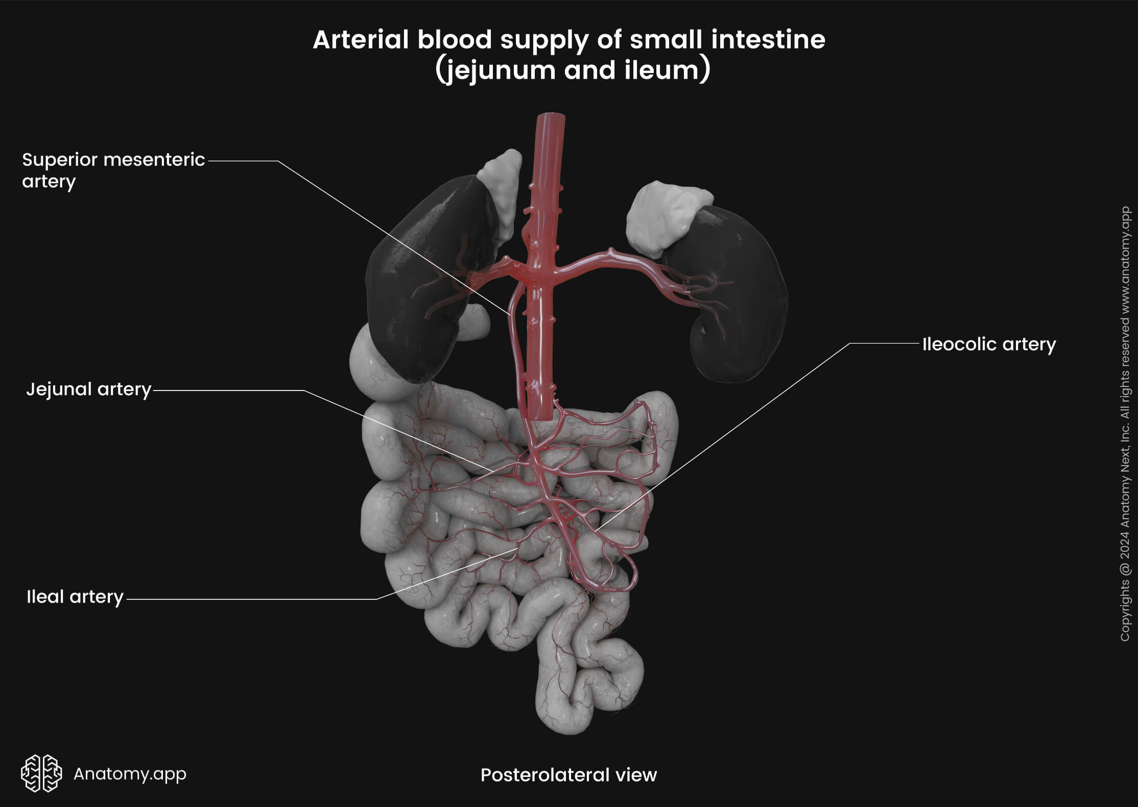 Abdomen, Digestive system, Gastrointestinal tract, Small intestine, Jejunum, Ileum, Ileal artery, Jejunal artery, Posterolateral view, Superior mesenteric artery, Ileocolic artery 