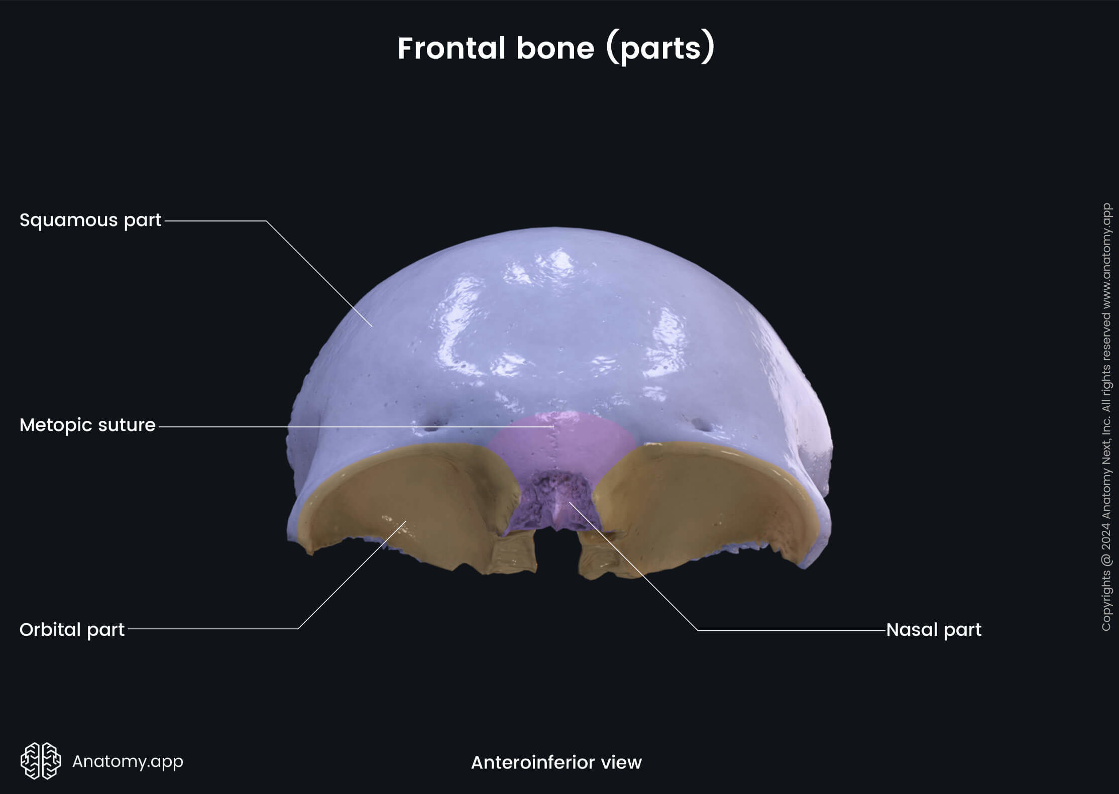 Head and neck, Skull, Cranium, Cranial bones, Neurocranium, Frontal bone, Parts, Anterior view