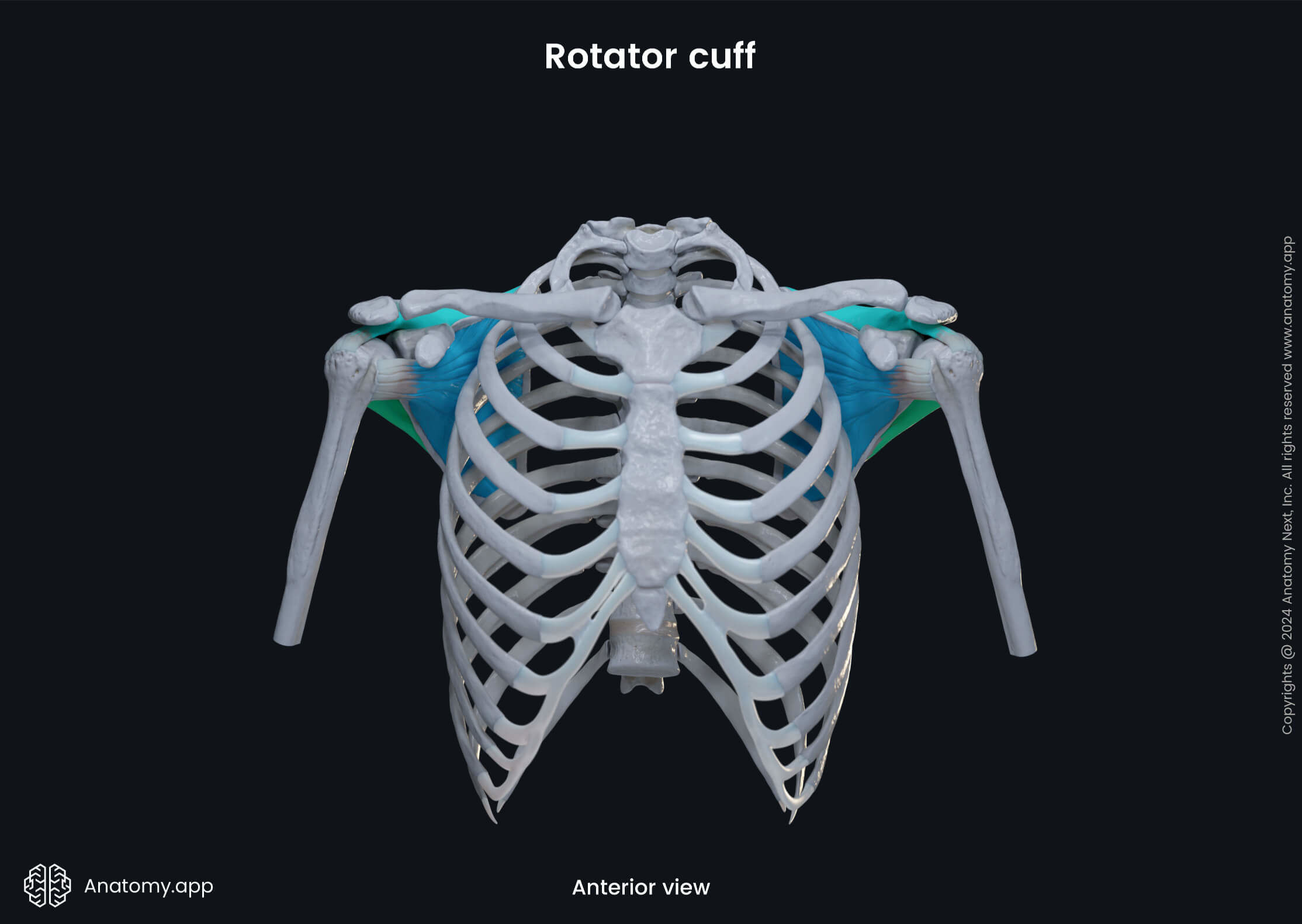 Upper extremity, upper limb, thorax, muscular system, rotator cuff, supraspinatus, infraspinatus, subscapularis, teres minor, anterior view