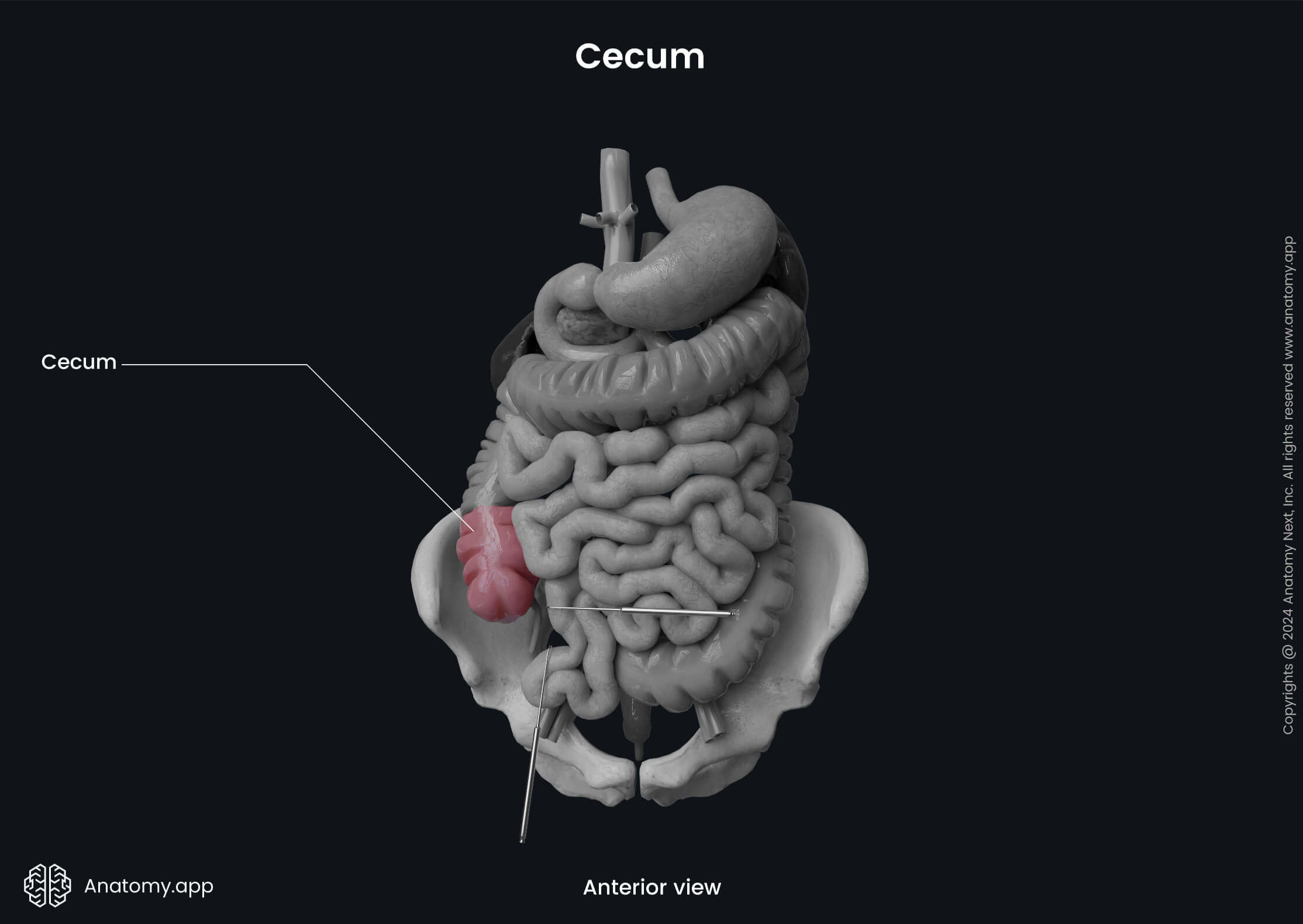 Abdomen, Digestive system, Gastrointestinal tract, Large intestine, Parts, Cecum, Anterior view 