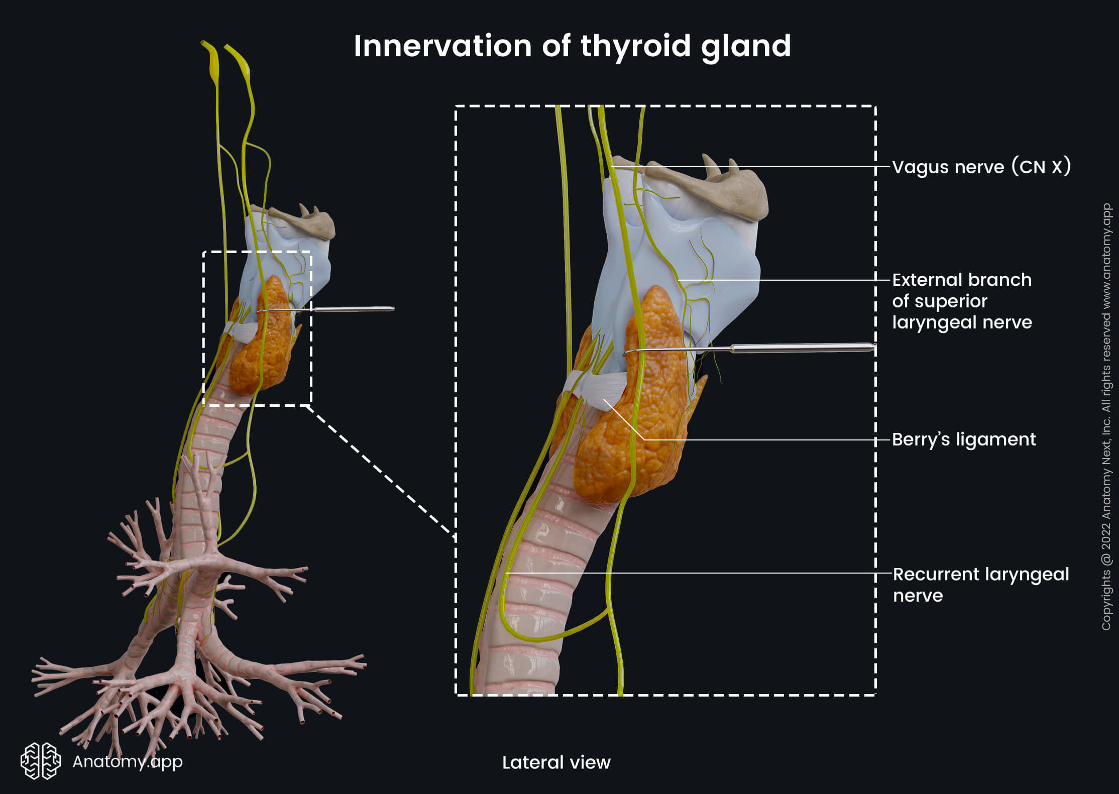 Thyroid gland, Innervation, Vagus nerve (CN X), Recurrent laryngeal nerve, Superior laryngeal nerve, Cervical ganglia, Sympathetic trunk, Lateral view