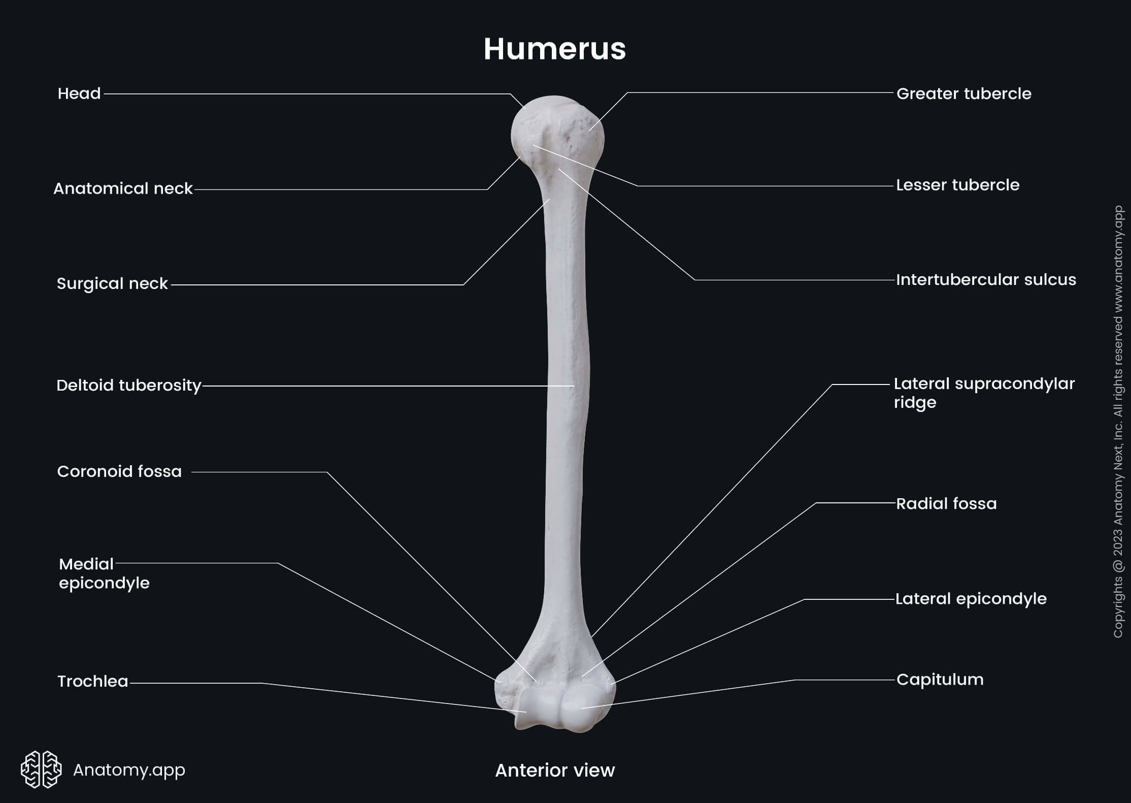 Humerus Bone