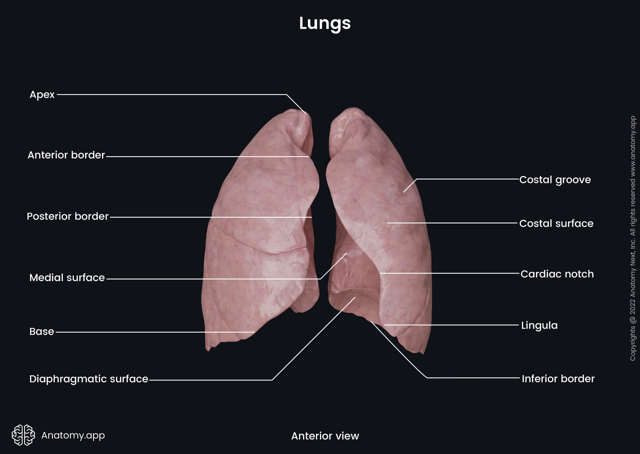 Lungs, Landmarks, Parts, Borders, Surfaces, Anterior view