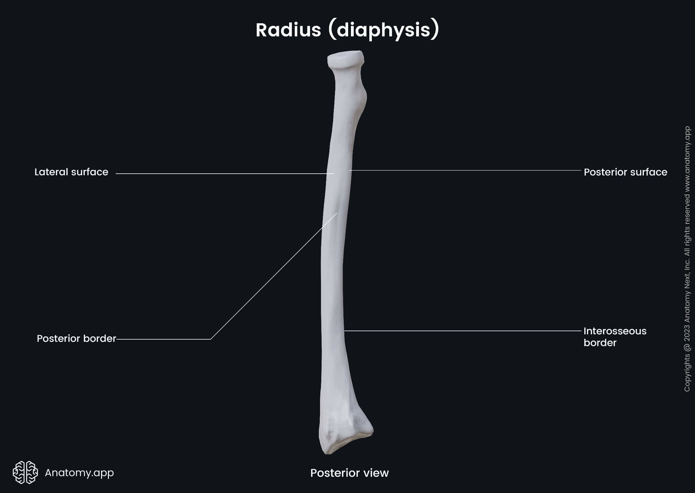 Human skeleton, Skeleton of upper limb, Upper limb bones, Upper extremity, Radius, Diaphysis, Posterior view, Landmarks, Skeleton of forearm, Forearm bones, Human arm