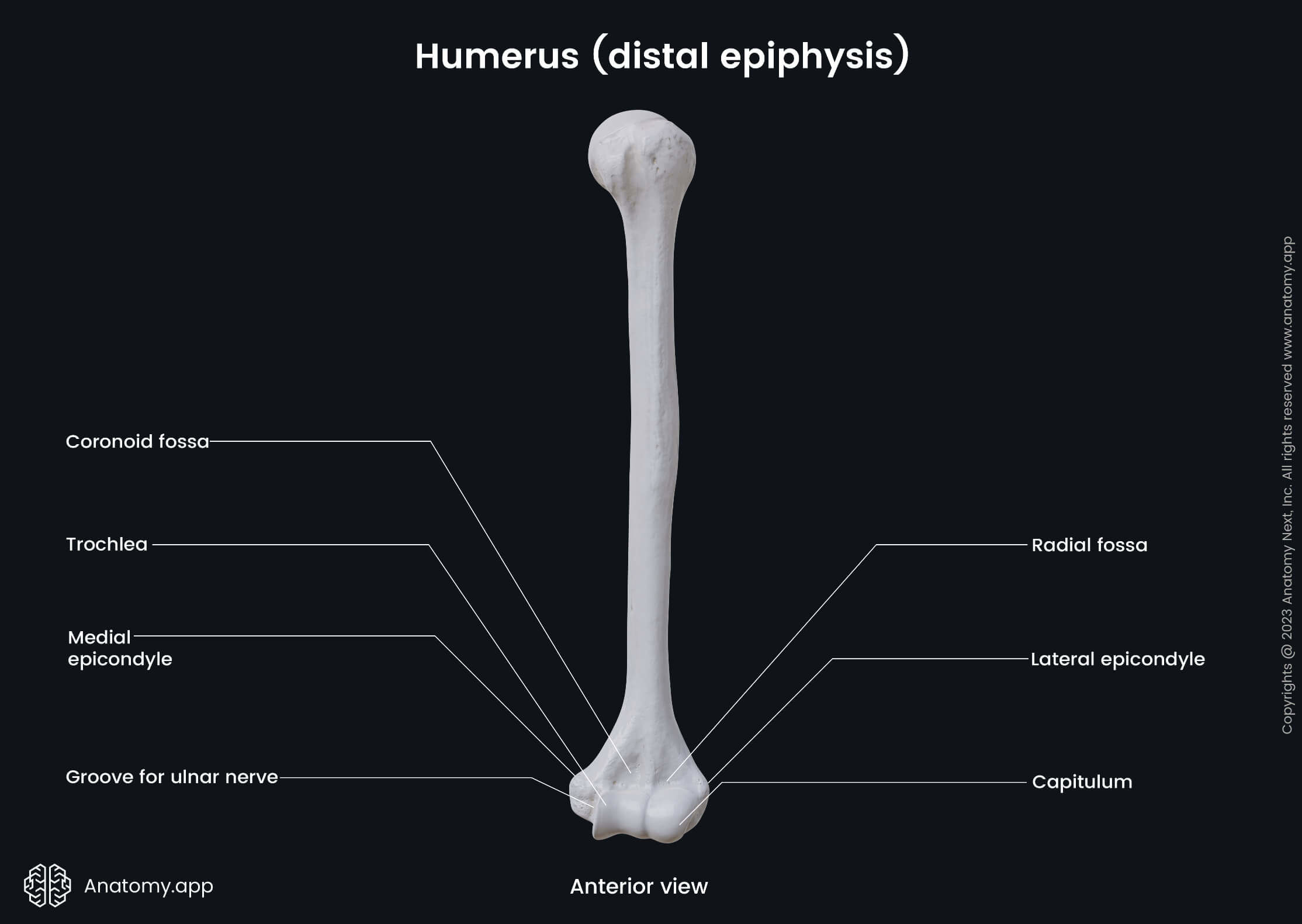 Humerus Anatomy app Humerus Anatomy app