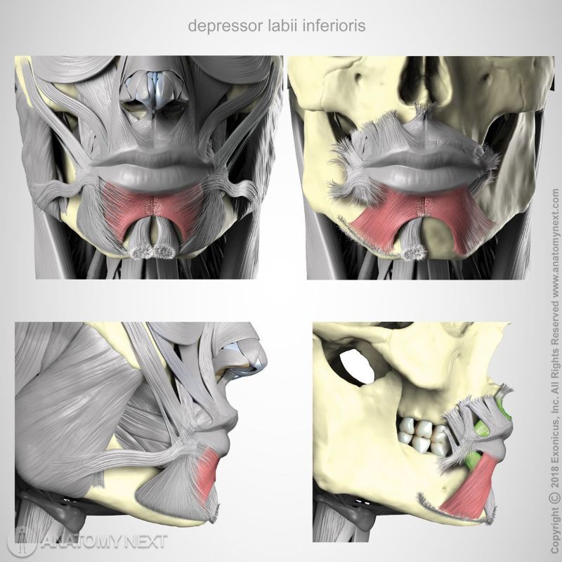 Depressor labii inferioris muscle origin and insertion