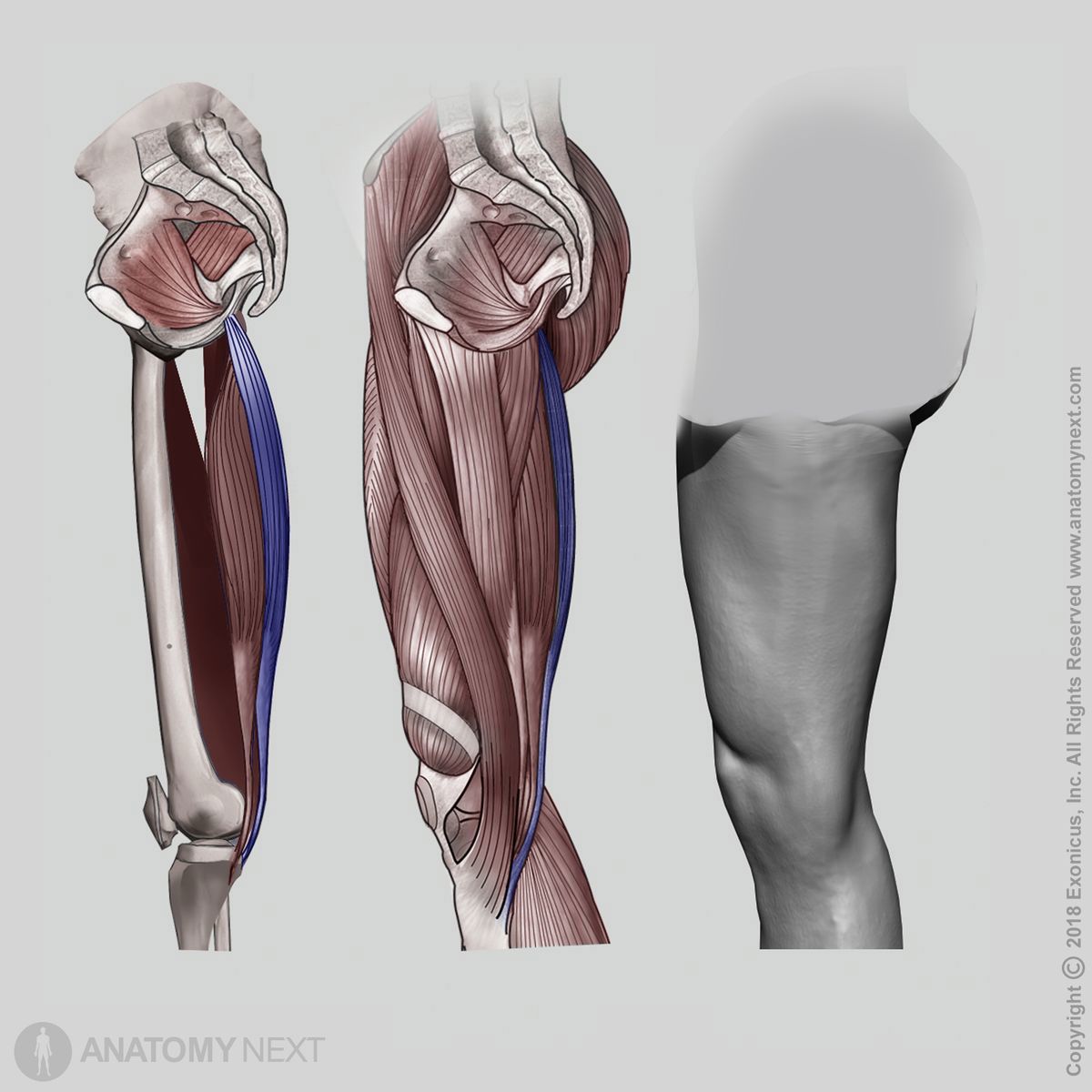 Semitendiosus, Medial view of semitendinosus, Posterior compartment of thigh, Posterior compartment muscles, Thigh muscles, Human thigh, Hamstring muscles