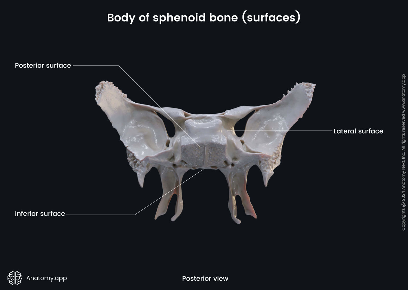 Body of sphenoid (surfaces) | Media Library | Anatomy.app | Learn ...