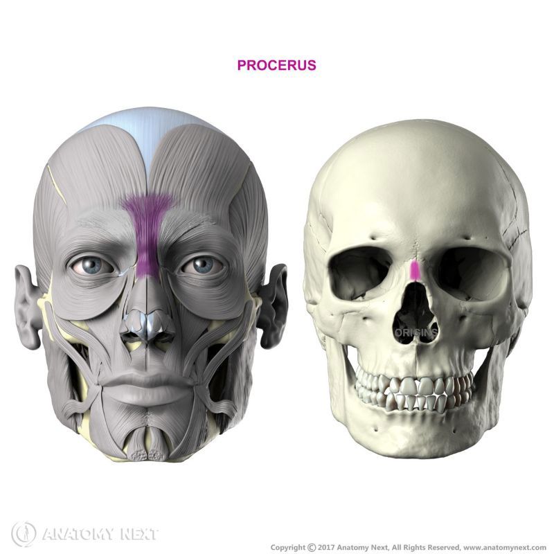 Origin and insertion of procerus, Procerus muscle