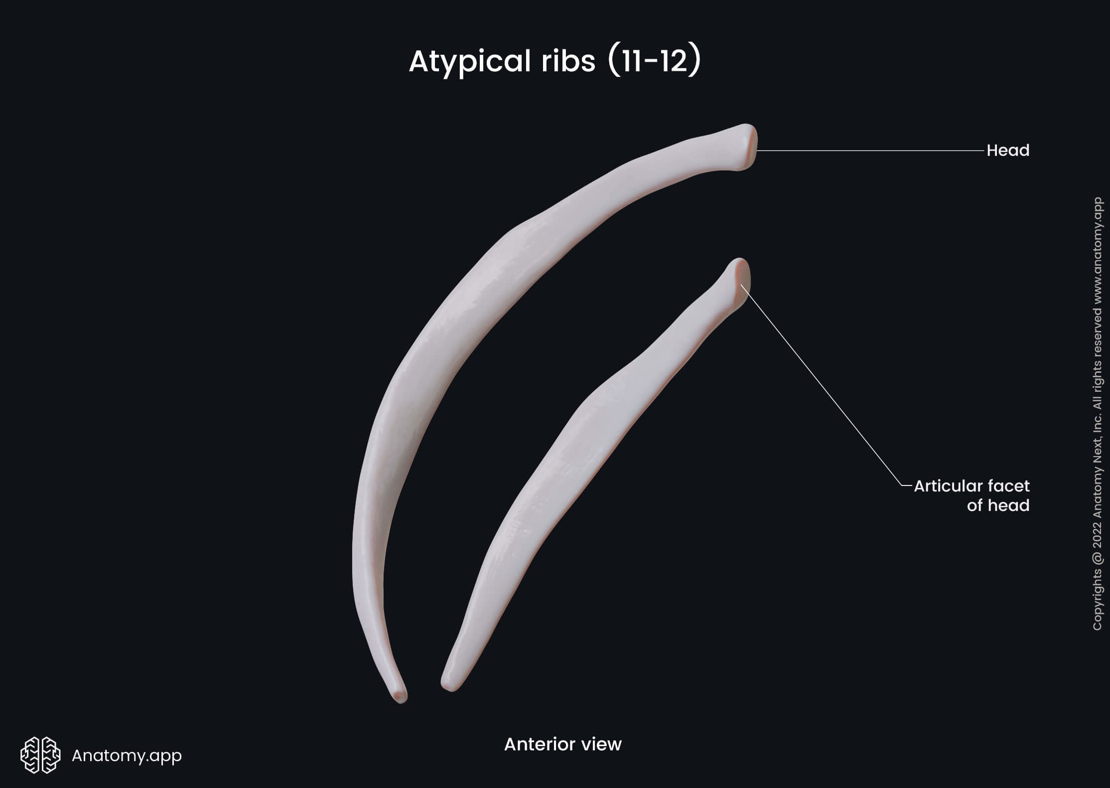 Thorax, Atypical ribs, Eleventh rib, Twelfth rib, Landmarks, Anterior view, Superior view