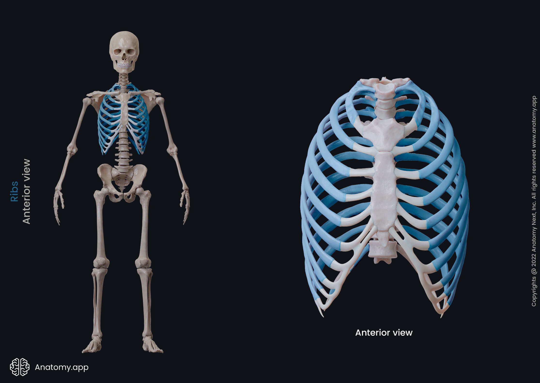 Ribs, Thoracic cage, Rib cage, Sternum, Thoracic vertebrae, Human skeleton, Human body, Anterior view of human, Ribs colored blue