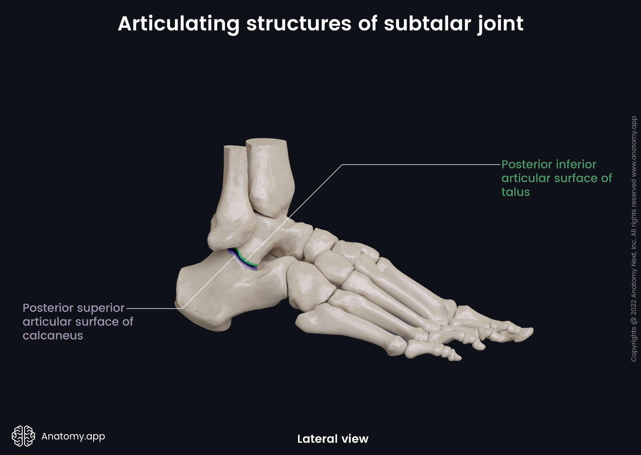 Subtalar joint, Tarsals, Articulating structures, Talus, Calcaneus, Human foot, Foot skeleton, Foot bones, Lateral view