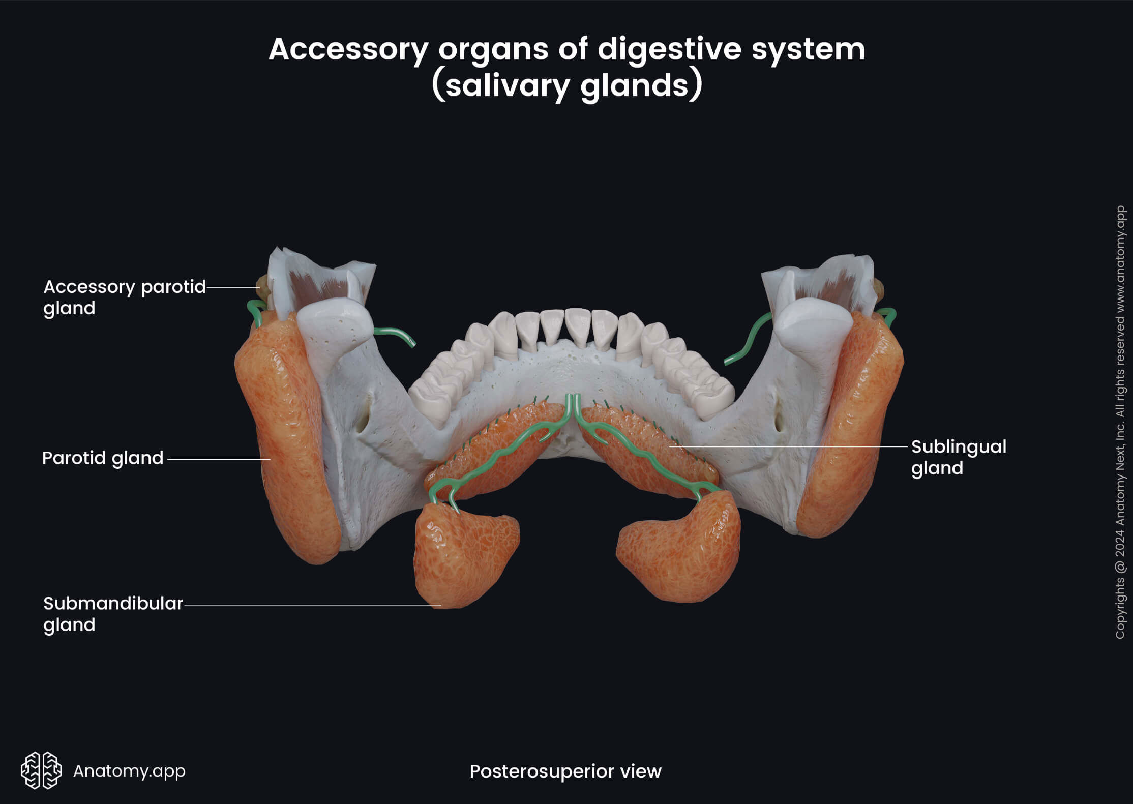 ystem, Digestive tract, Gastrointestinal tract, Accessory organs, Salivary glands, Sublingual gland, Submandibular gland, Parotid gland, Accessory parotid gland, Posterosuperior view