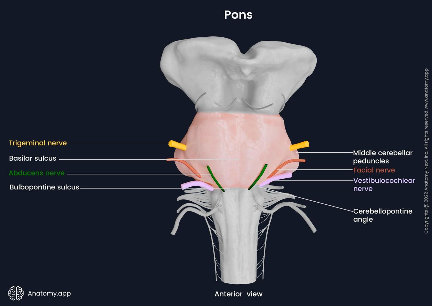 Pons (ventral surface) | Media Library | Anatomy.app | Learn anatomy ...