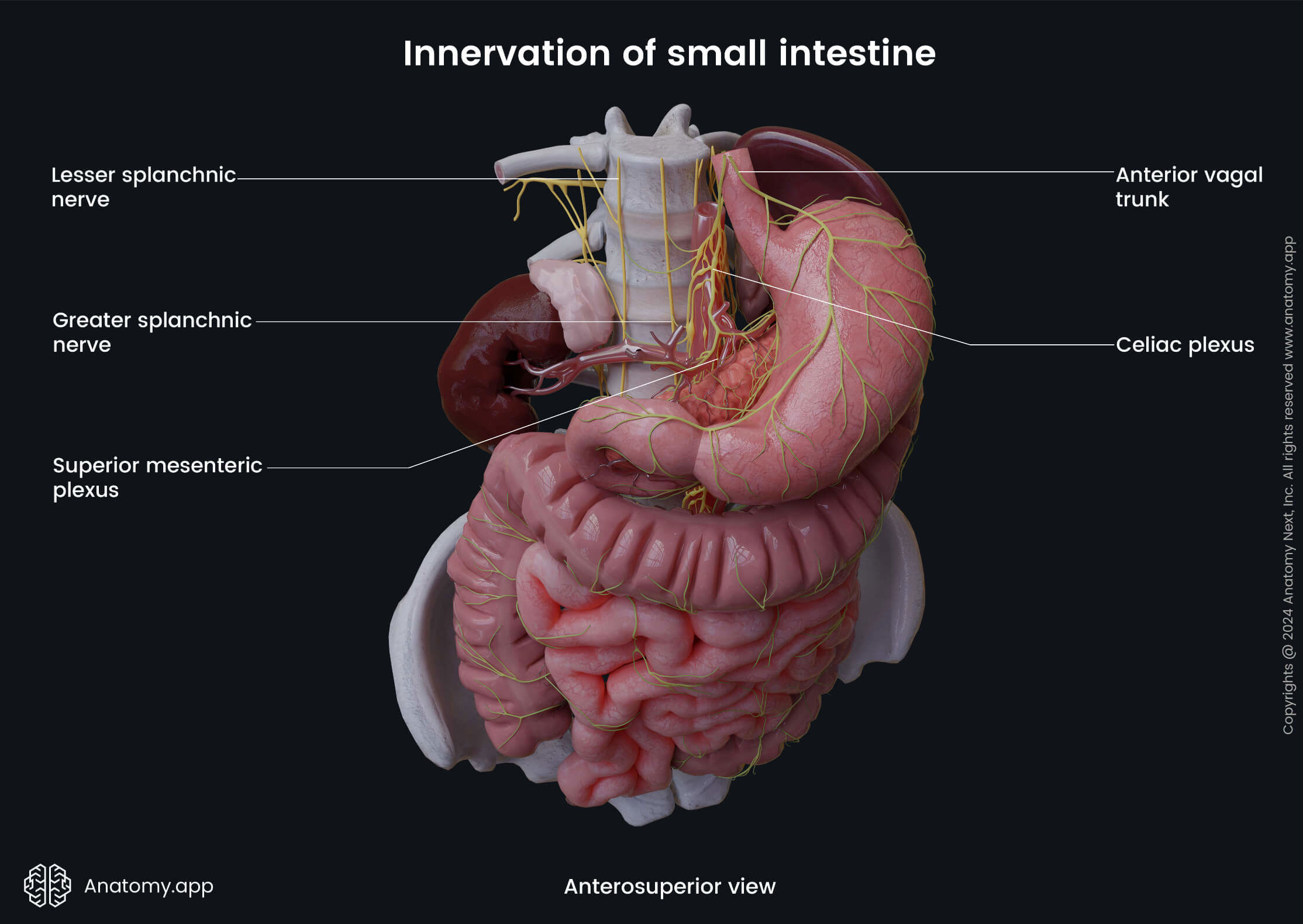 Abdomen, Digestive system, Gastrointestinal tract, Small intestine, Jejunum, Ileum, Innervation, Anterosuperior view