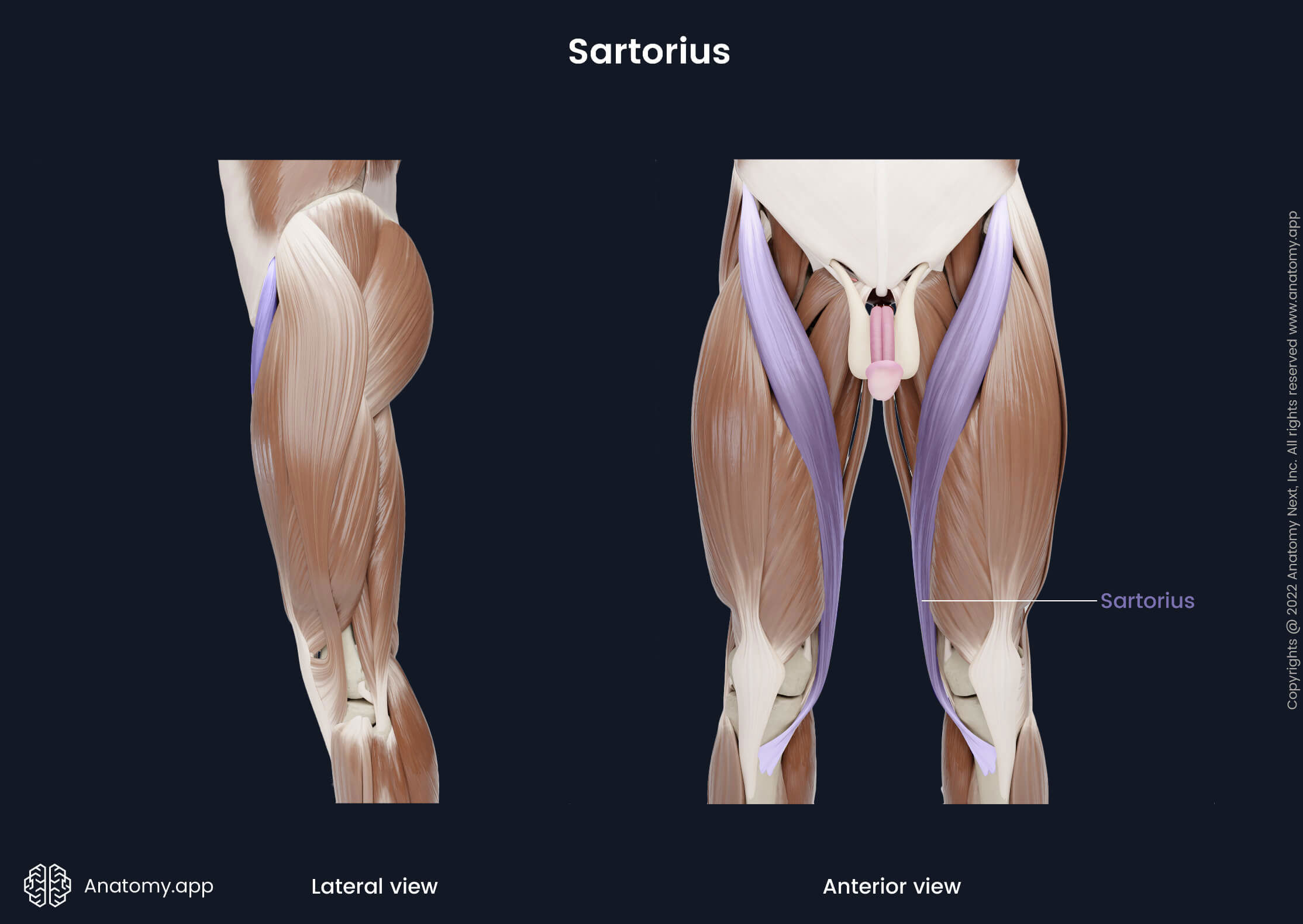 Sartorius, Thigh muscles, Anterior compartment muscles, Anterior thigh muscles, Anterior and lateral view of sartorius, Human muscles