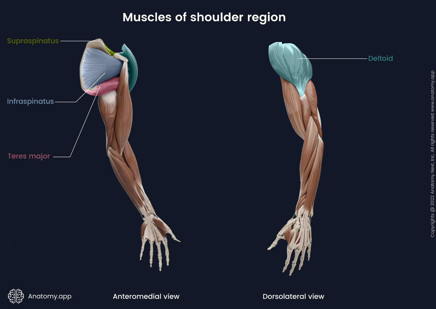 Muscles of shoulder region | Media Library | Anatomy.app | Learn ...