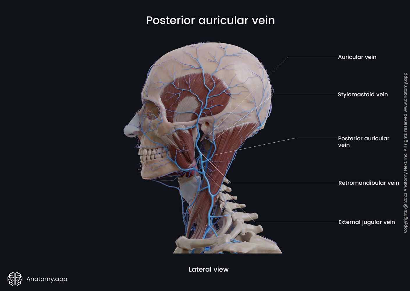 Posterior auricular vein (with sternocleidomastoid) | Anatomy.app