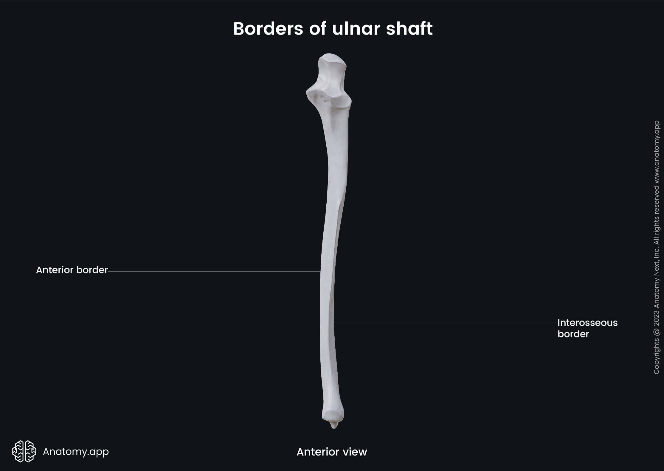 Human skeleton, Bones of upper extremity, Skeleton of upper limb, Forearm bones, Ulna, Borders, Anterior view