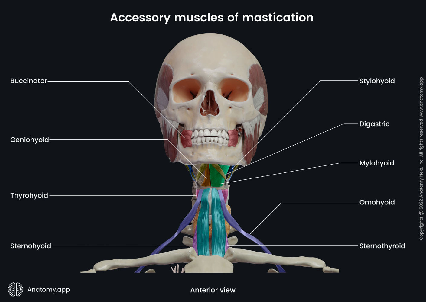 Accessory muscles of mastication (anterior view) | Media Library ...