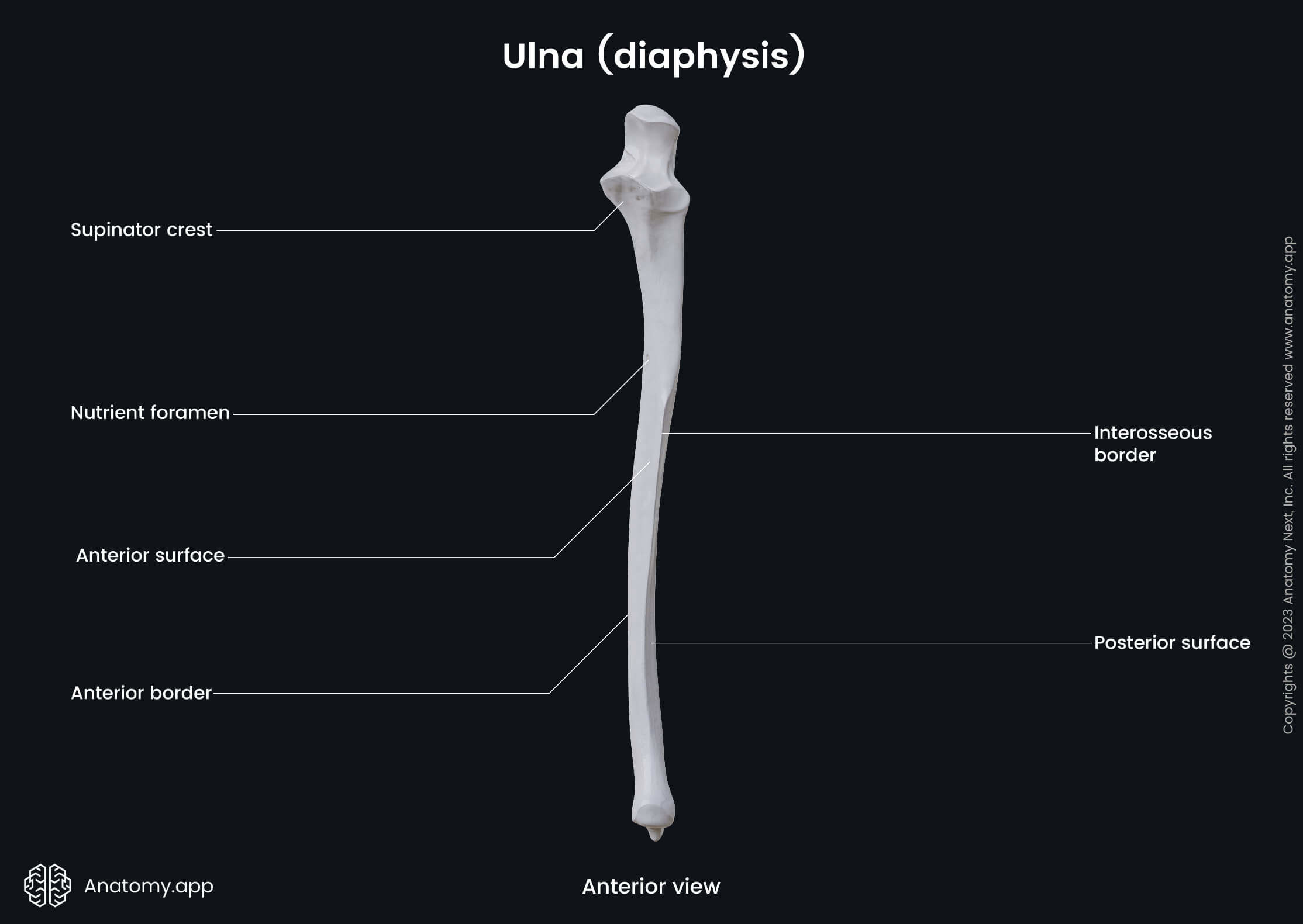 Ulna, Landmarks, Diaphysis, Forearm bones, Skeleton of forearm, Human skeleton, Upper extremity, Skeleton of upper extremity, Anterior view