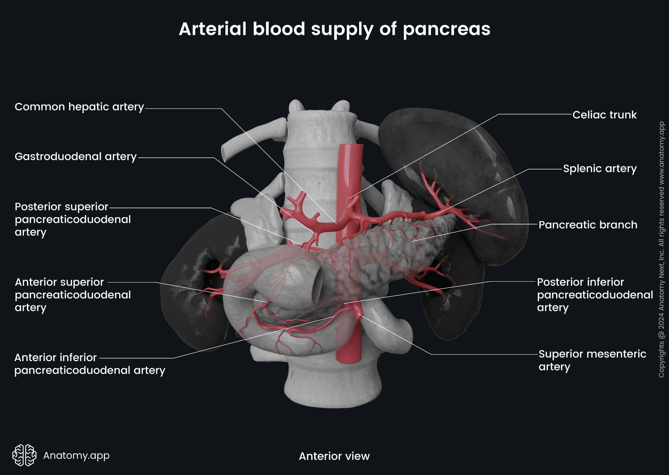 Abdomen, Digestive system, Gastrointestinal tract, Pancreas, Arterial blood supply, Common hepatic artery, Gastroduodenal artery, Anterior view