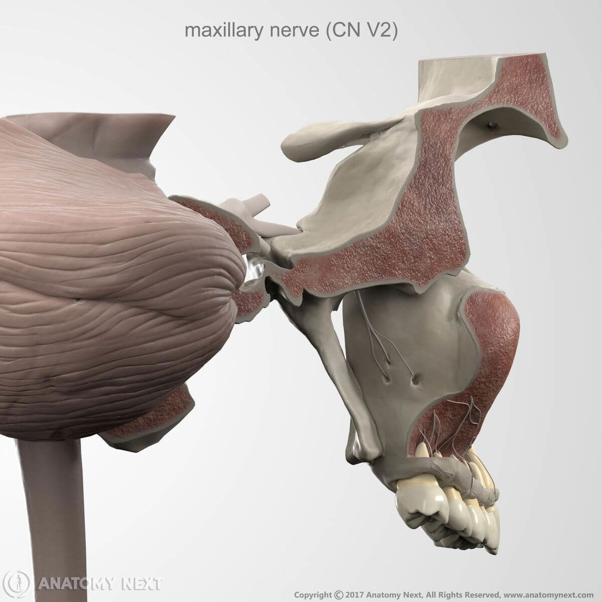 Maxillary nerve and its branches, fragment of the skull, fragment of the brain