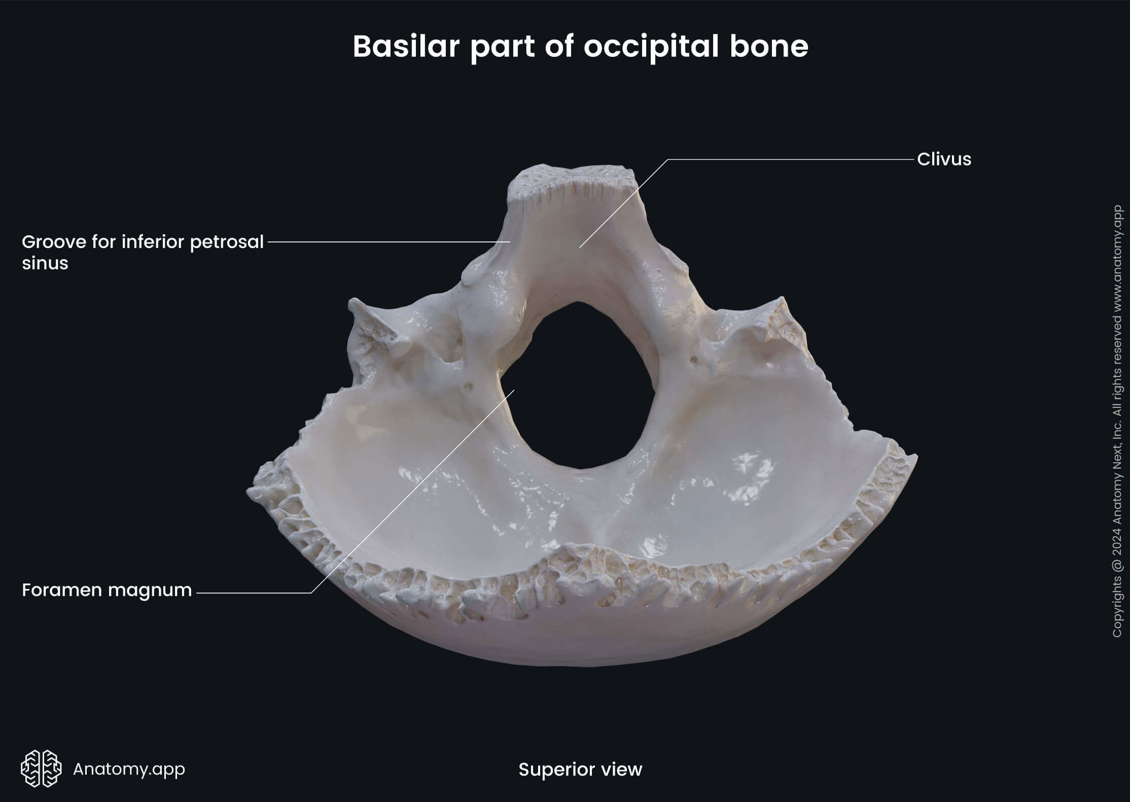 Head and neck, Skeletal system, Cranium, Skull, Neurocranium bones, Occipital bone, Basilar part, Landmarks, Superior view