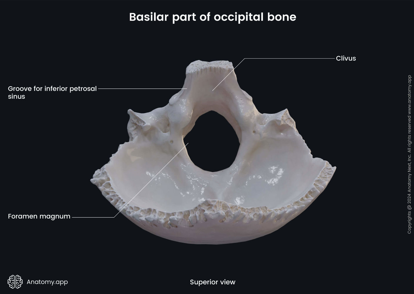 Basilar part of occipital bone (superior view) | Anatomy.app