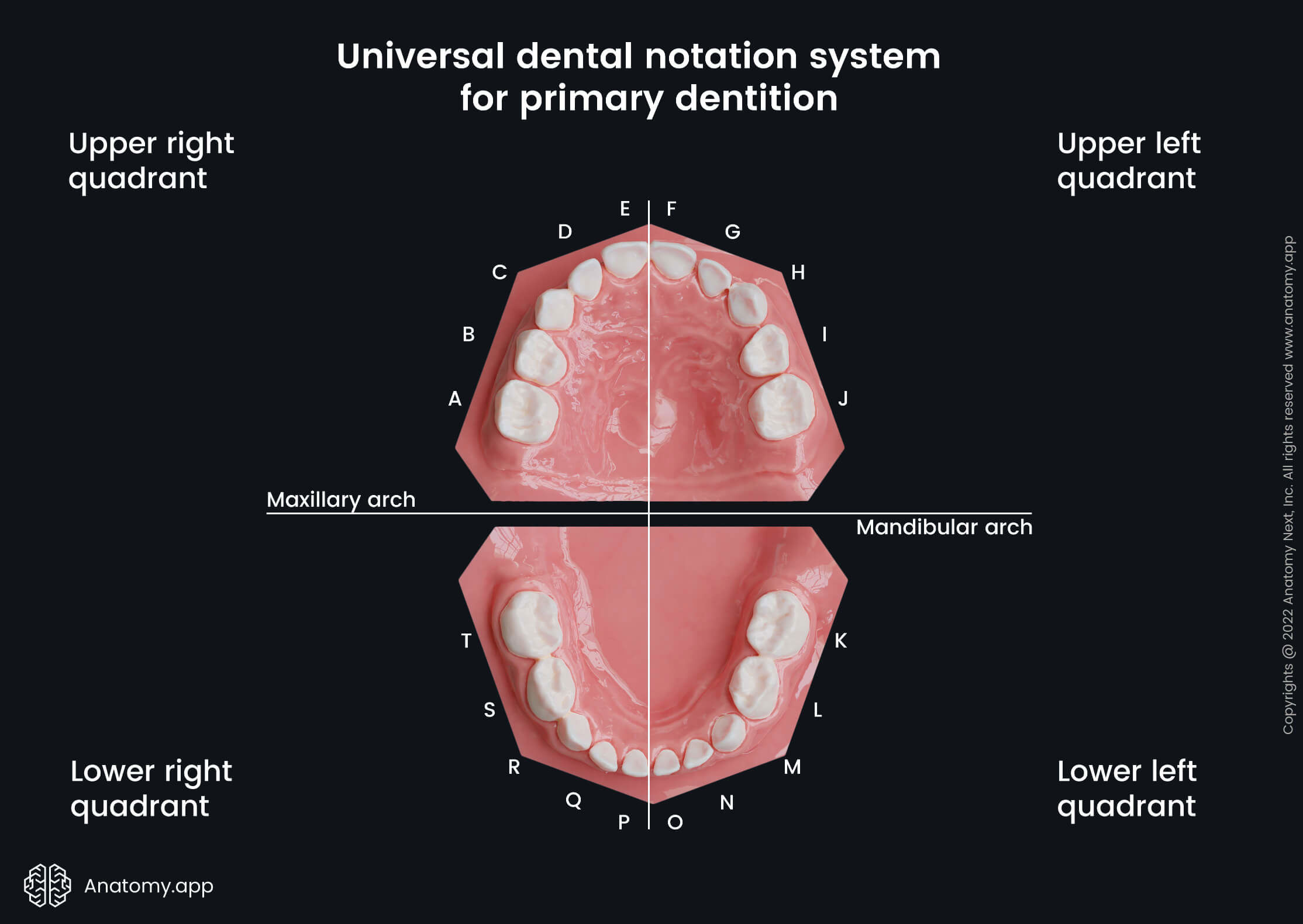 Dental notation systems, Universal system, Universal tooth numbering system, Teeth, Palate, Teeth numbering, Maxillary arch, Mandibular arch, Primary teeth, Milk teeth, Deciduous teeth