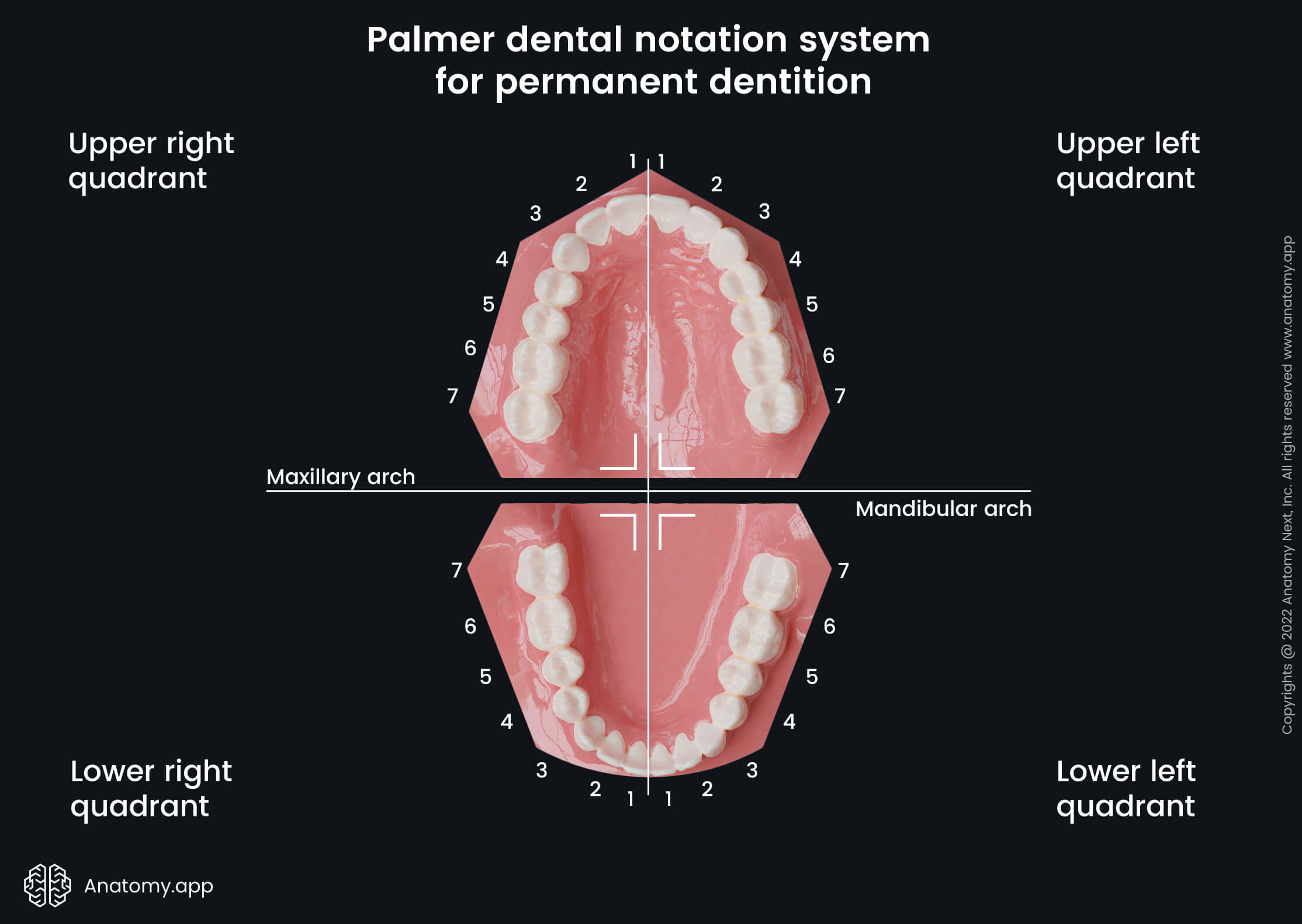 Dental notation systems, Palmer system, Teeth, Palate, Teeth numbering, Maxillary arch, Mandibular arch, Secondary teeth, Permanent teeth