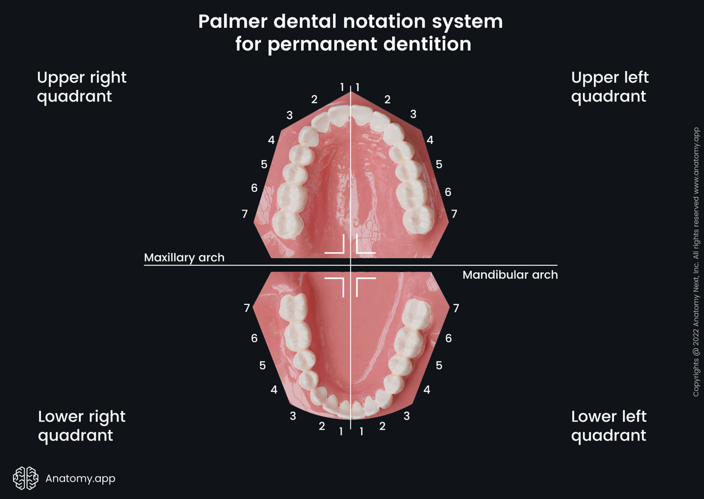 Palmer dental notation system for permanent dentition | Anatomy.app