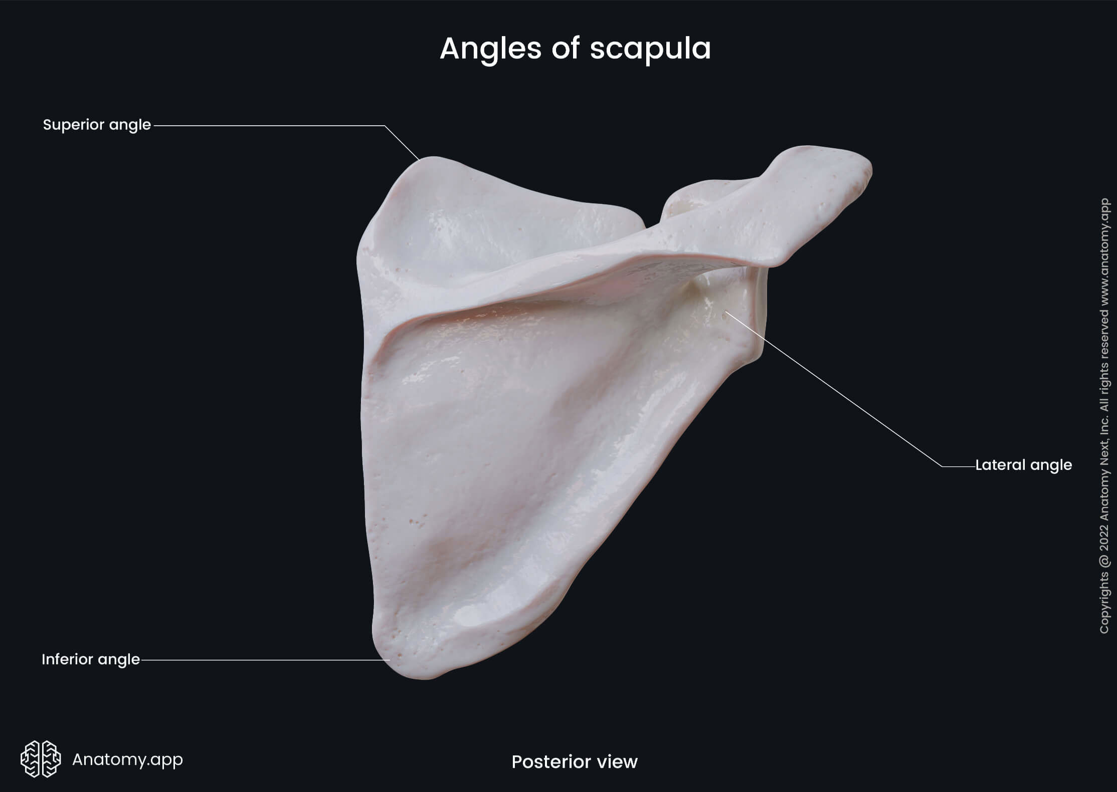 Human skeleton, Bones of upper extremity, Bones of upper limb, Skeleton of upper extremity, Scapula, Shoulder blade, Posterior surface of scapula, Angles of scapula, Skeleton of upper limb, Bones of shoulder girdle, Shoulder girdle