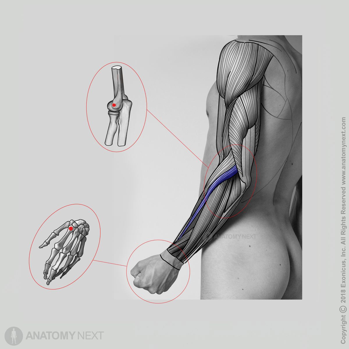 Brachioradialis, Origin of brachioradialis, Insertion of brachioradialis, Forearm muscles, Muscles of the forearm, Arm muscles, Muscles of upper limb, Human muscles, Lateral compartment muscles of the forearm, Lateral compartment of forearm, Lateral compartment muscles