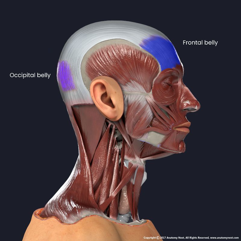 Frontal belly of occipitofrontalis muscle