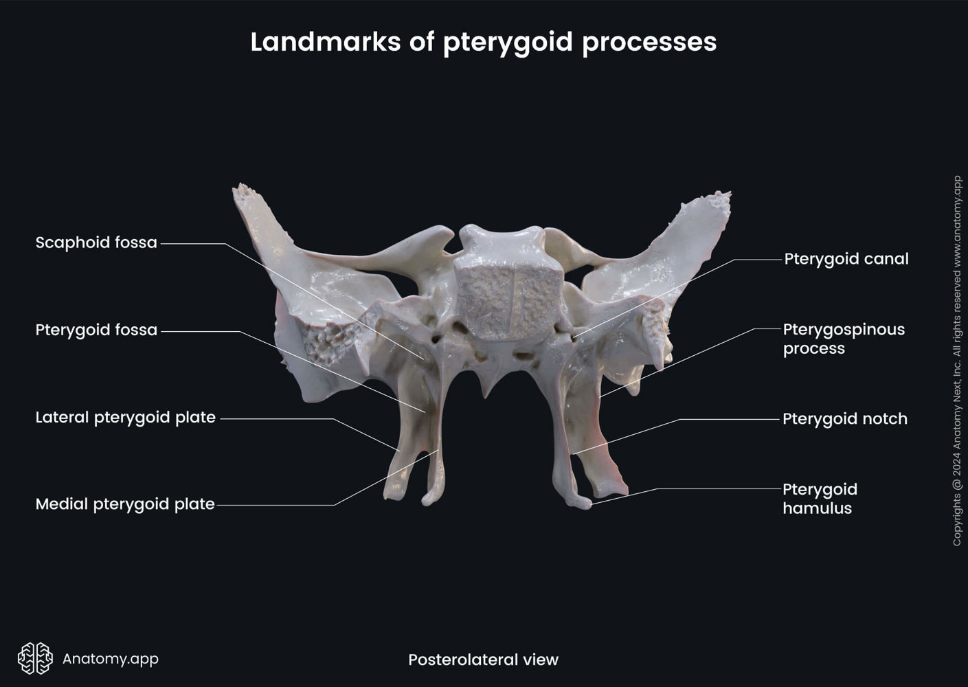 Landmarks of pterygoid processes (sphenoid) | Anatomy.app