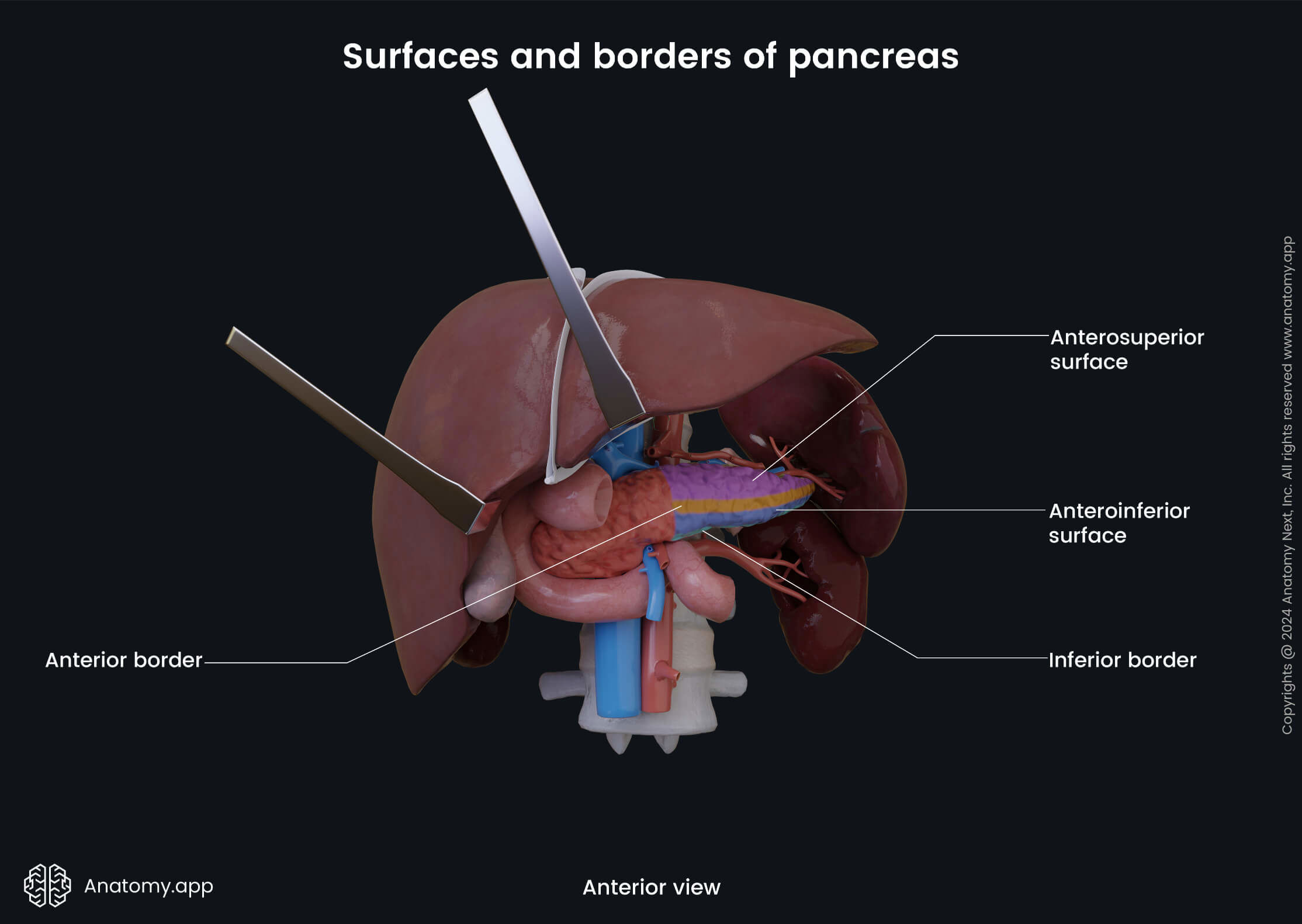 Abdomen, Digestive system, Endocrine system, Gastrointestinal tract, Pancreas, Surfaces, Borders, Anterior view