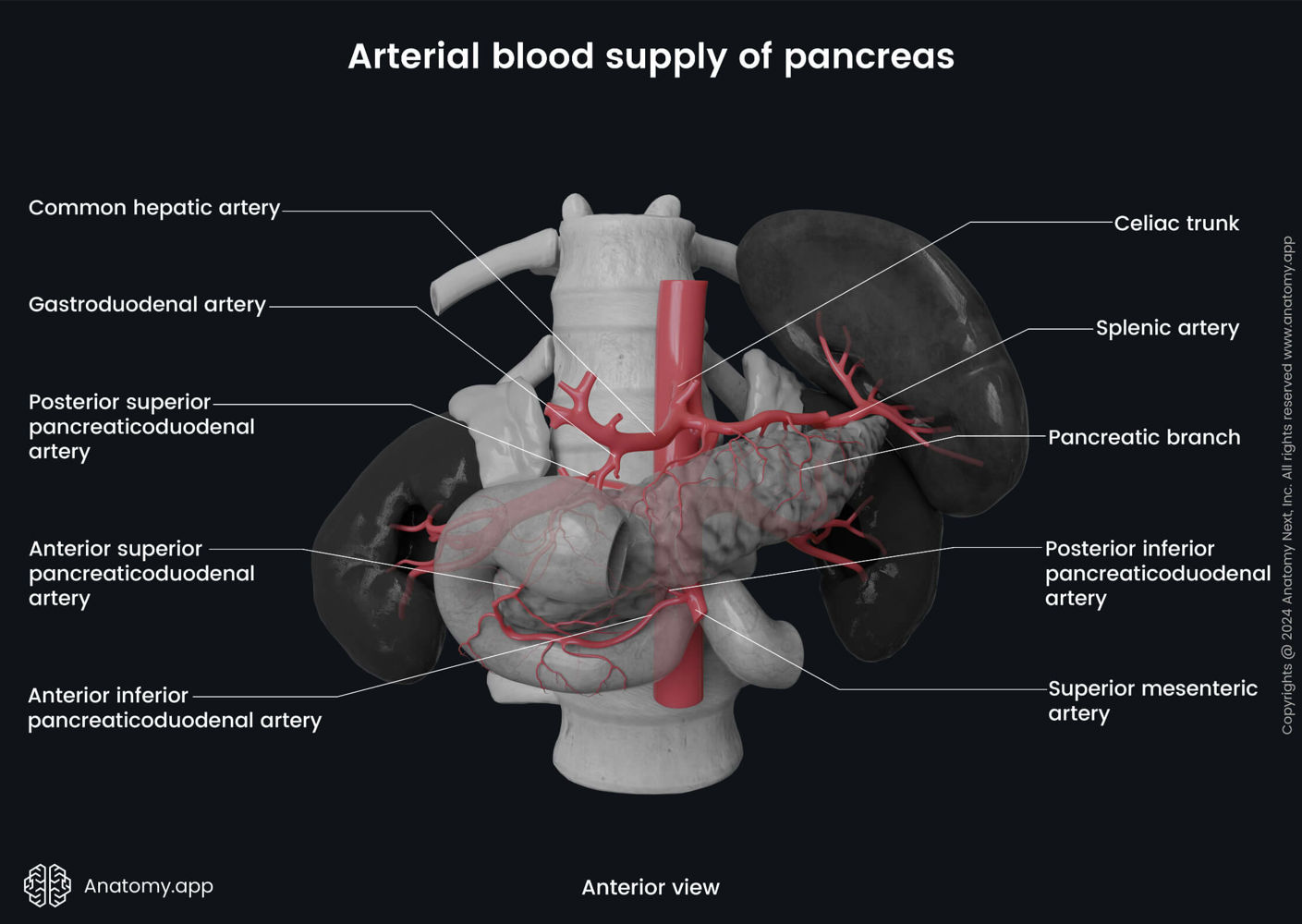 Arterial blood supply of pancreas | Media Library | Anatomy.app | Learn ...