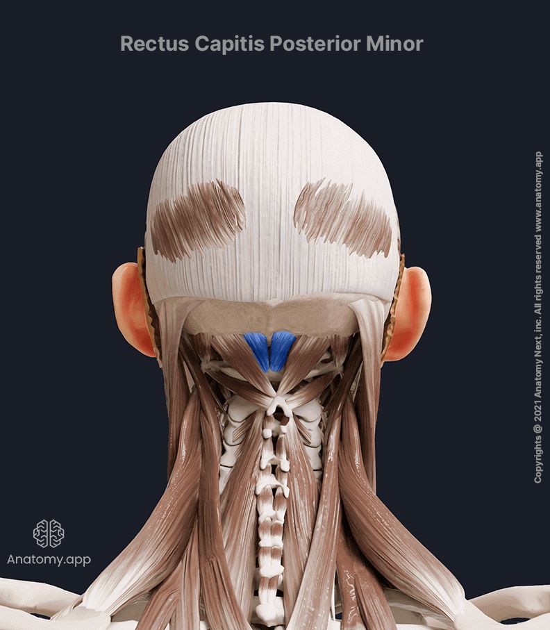 Rectus capitis posterior minor, Suboocipital muscles, Posterior neck muscles, Neck muscles, Head and neck muscles, Posterior view, Rectus capitis posterior minor muscle colored blue