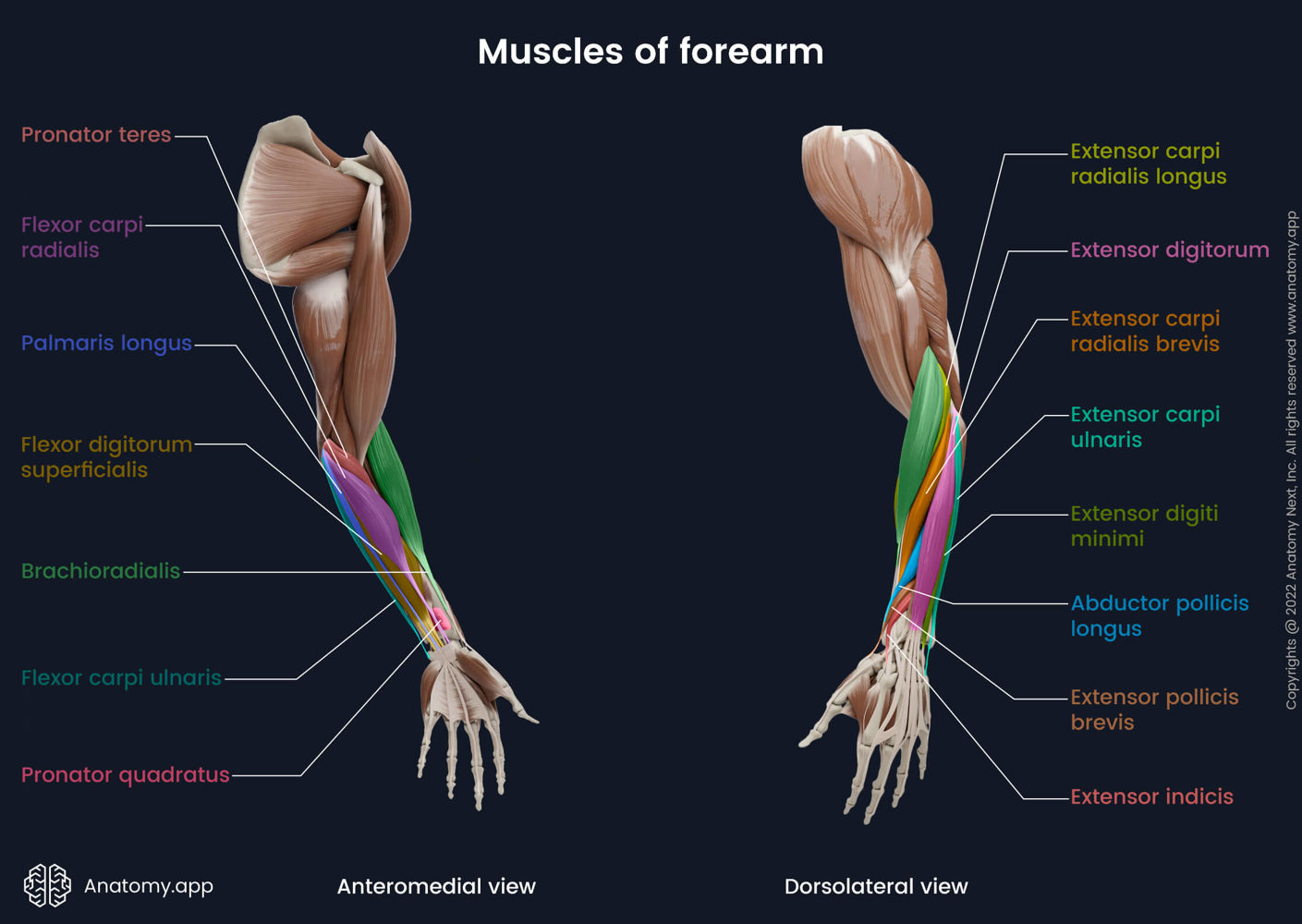 Muscles of forearm | Media Library | Anatomy.app | Learn anatomy | 3D ...