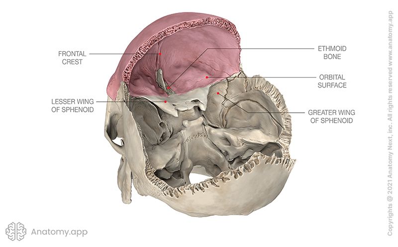 Internal Surface Of Frontal Bone Media Library Anatomyapp Learn Anatomy 3d Models 0989