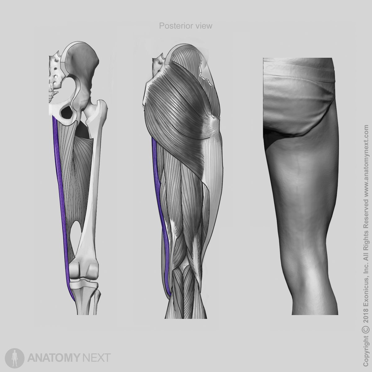 Gracilis, Anterior view of gracilis, Origin of gracilis, Insertion of gracilis, Thigh adductors, Thigh muscles, Medial compartment muscles, Medial compartment of thigh, Human muscles