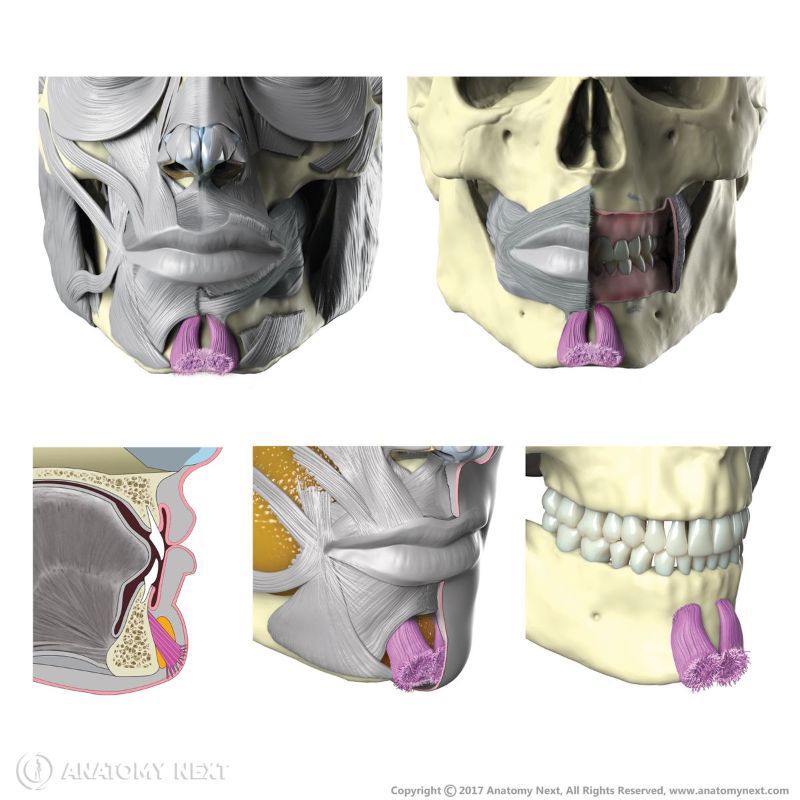 Origin and insertion of mentalis muscle