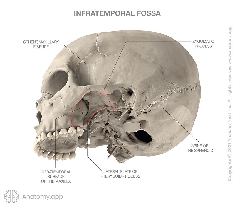 Skull with infratemporal fossa (borders marked in red)