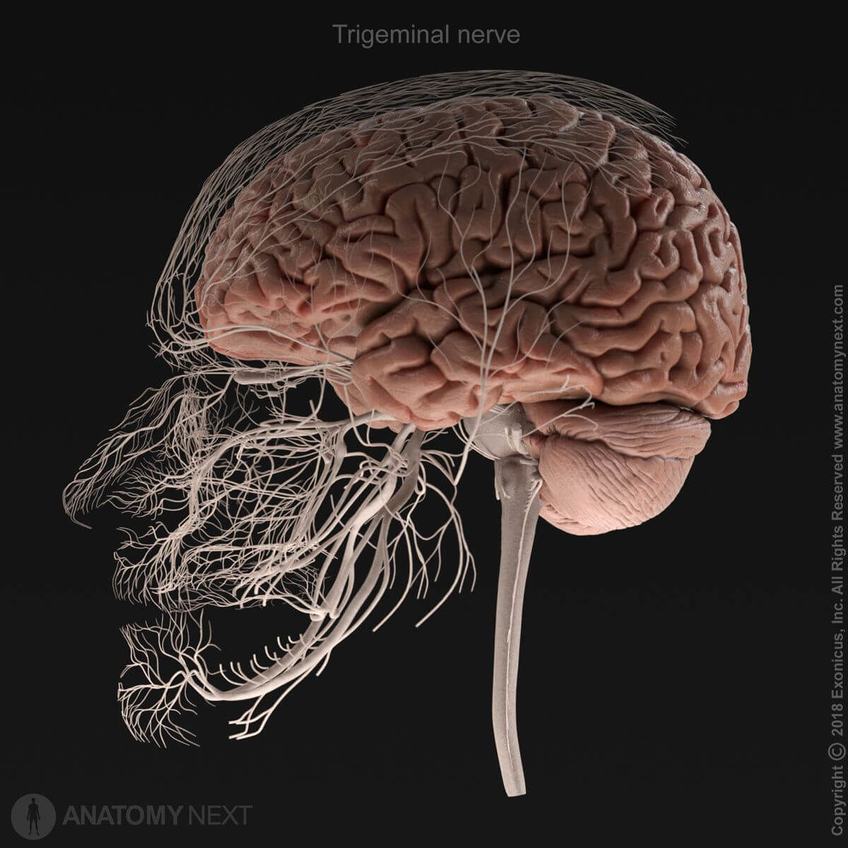 Trigeminal nerve and distribution of its branches, fifth cranial nerve, CN V, in relation to brain