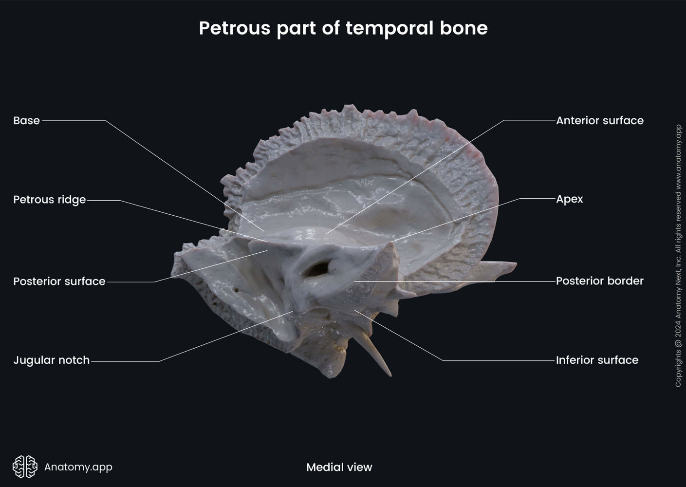 Petrous part of temporal bone (medial view) | Media Library | Anatomy ...