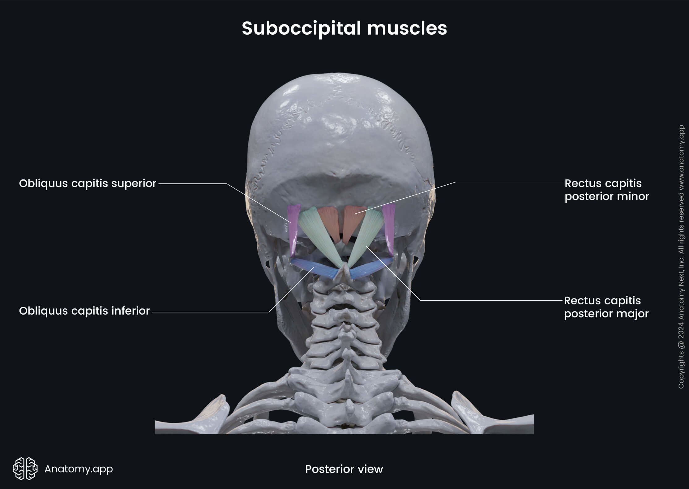 Head and neck, Muscular system, Muscles of the neck, Neck muscles, Muscles of the upper back, Suboccipital muscles, Obliquus capitis inferior, Posterior view