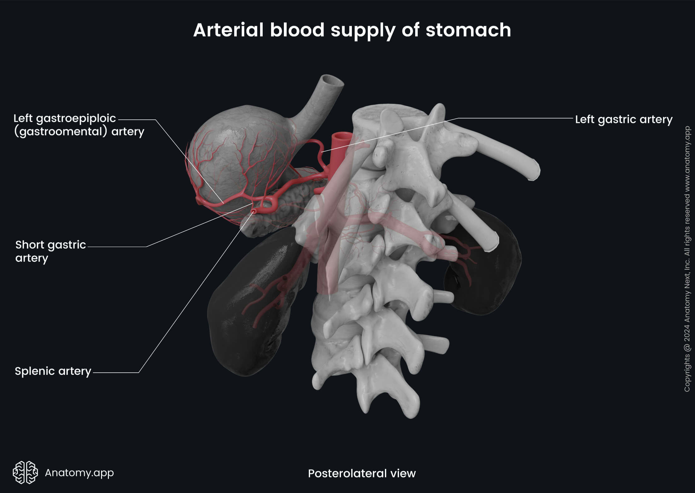 Digestive system, Gastrointestinal tract, Abdomen, Stomach, Arterial blood supply, Celiac trunk, Splenic artery, Gastric arteries, Gastroepiploic arteries, Gastroomental arteries, Posterolateral view