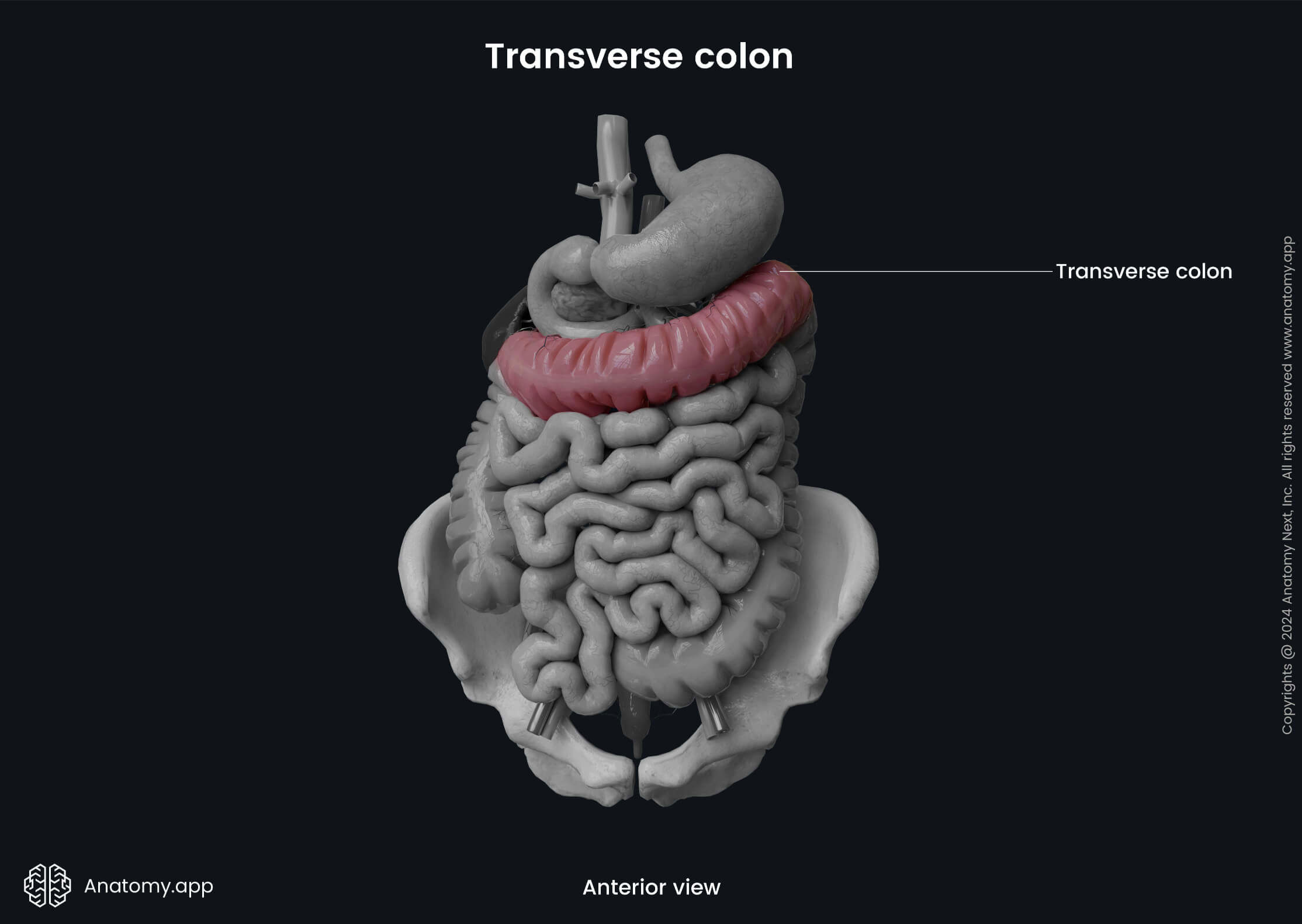 Abdomen, Digestive system, Gastrointestinal tract, Large intestine, Parts, Colon, Transverse colon, Anterior view 